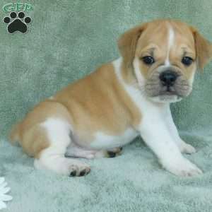 Charlie, Miniature Bulldog Puppy